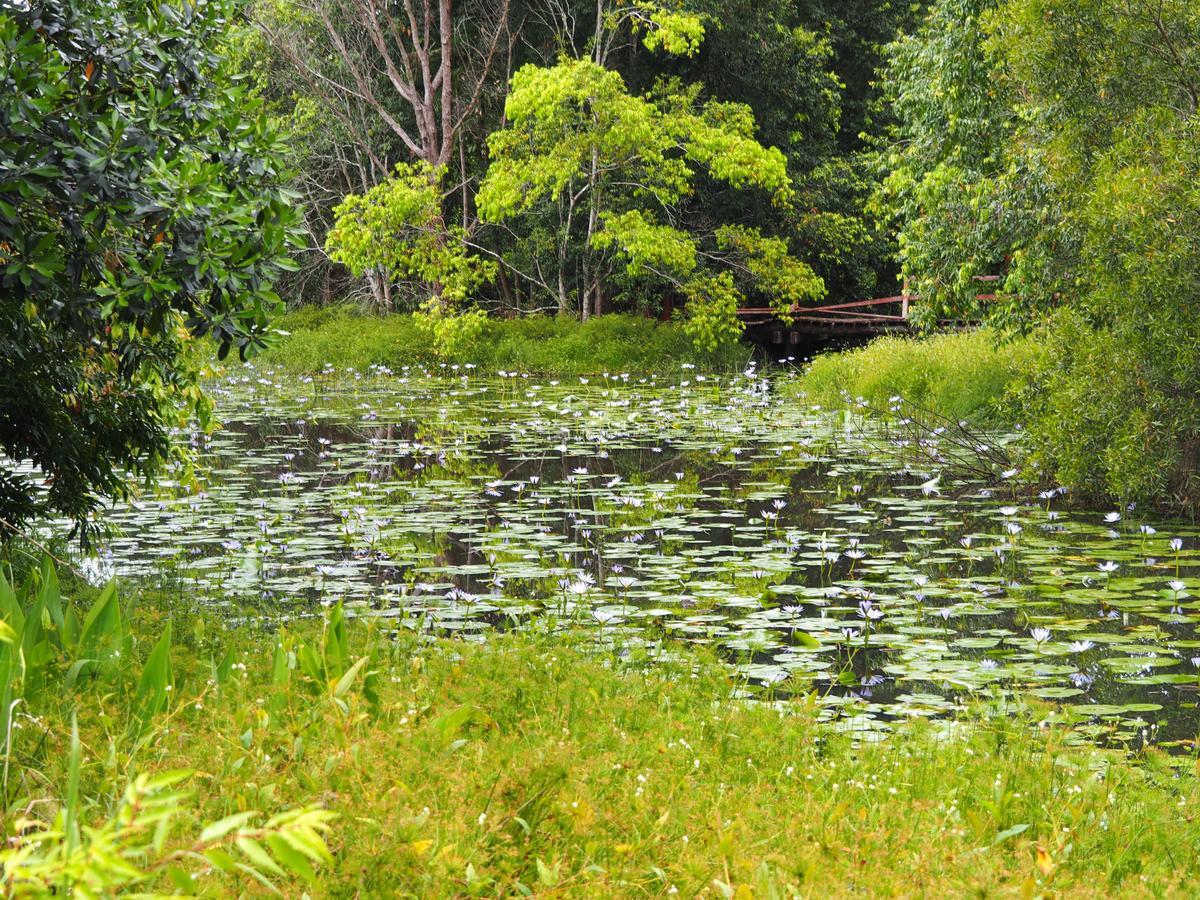 Lilypad Luxury Cabins Bellingen Esterno foto