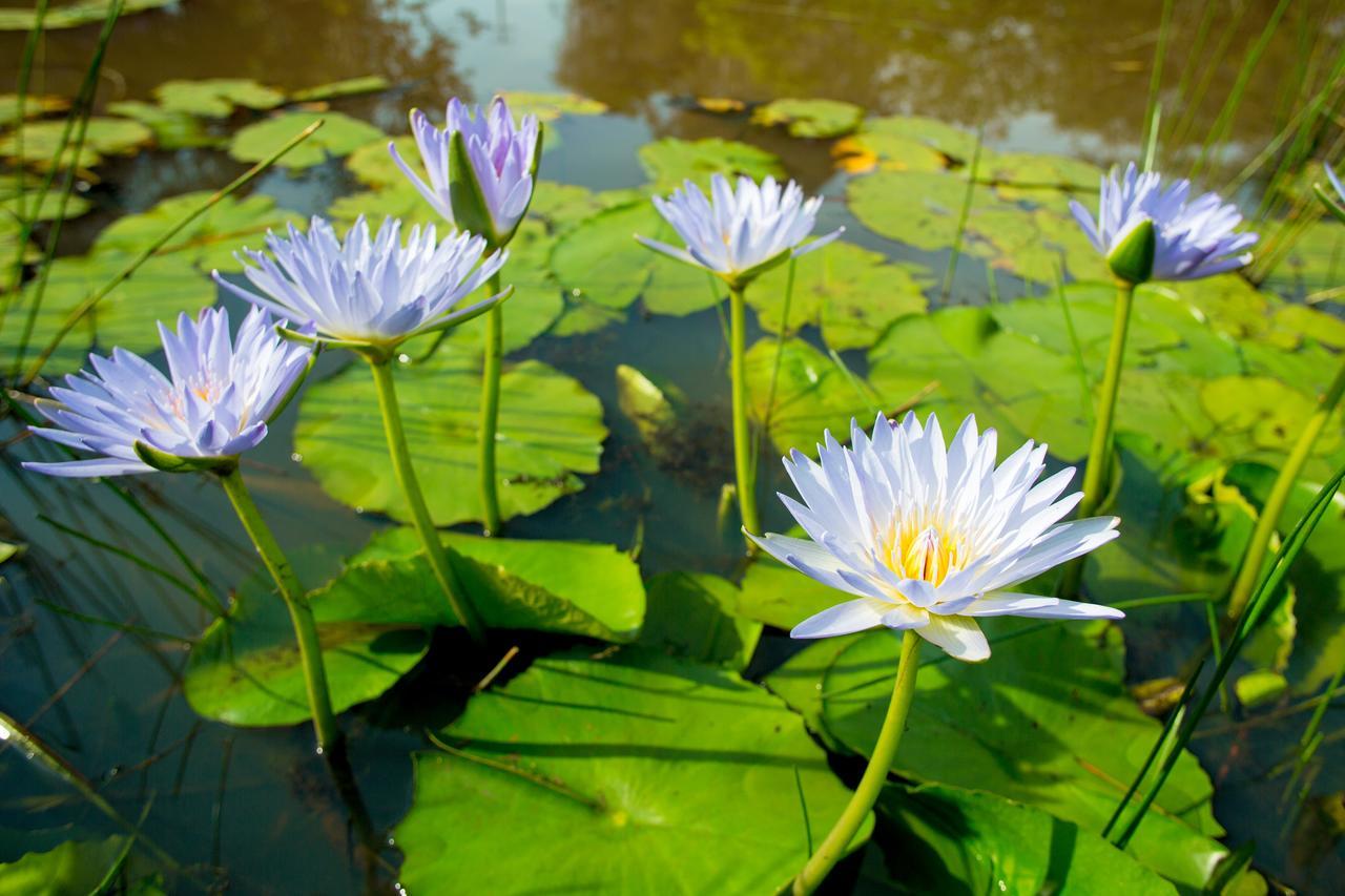 Lilypad Luxury Cabins Bellingen Esterno foto
